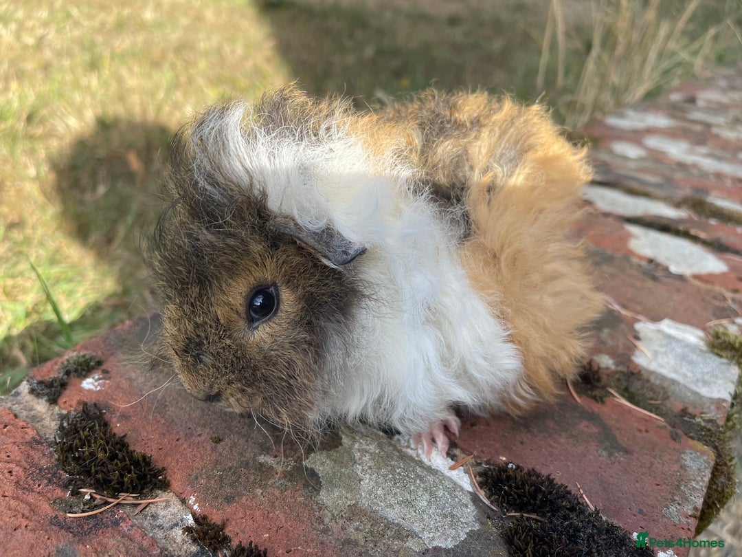 Guinea Pig rodents for sale: Baby Guinea Pigs for sale  - Image 12