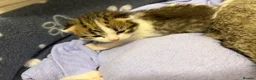 Mixed Breed cats for sale: Beautiful Bengal Cross Maine Coon Babies  - Advert 5