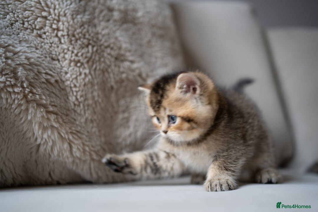 British Shorthair cats for sale: 1 girl available  - Advert 21