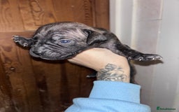 Mixed Breed dogs for sale: Cane Corso and Dogue de Bordeaux - Image 11