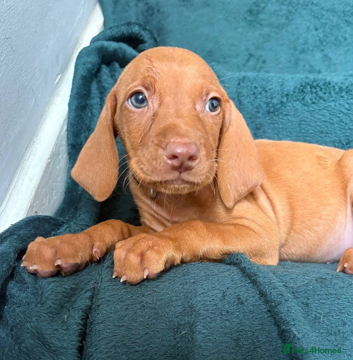 Hungarian Vizsla dogs KC Stunning Hungarian vizsla puppies  - Advert 2