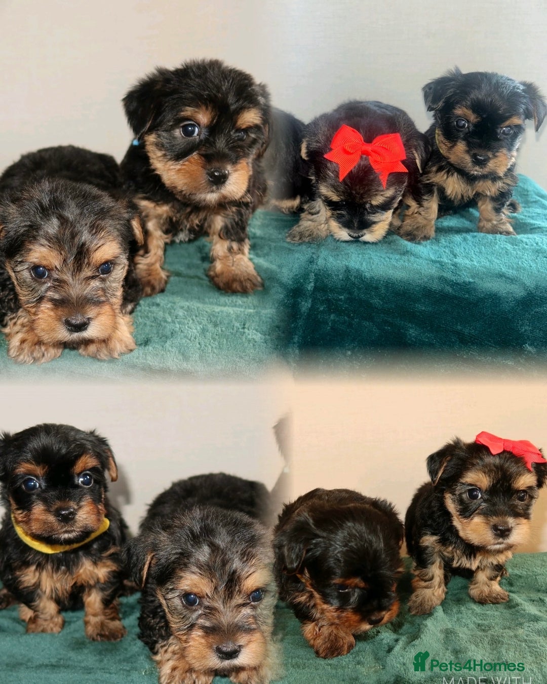 Yorkshire Terrier dogs for sale: Yorkshire terrier puppy’s 🐶  - Advert 1