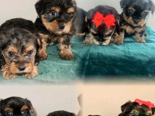 Yorkshire Terrier dogs Yorkshire terrier puppy’s 🐶 - Advert 2