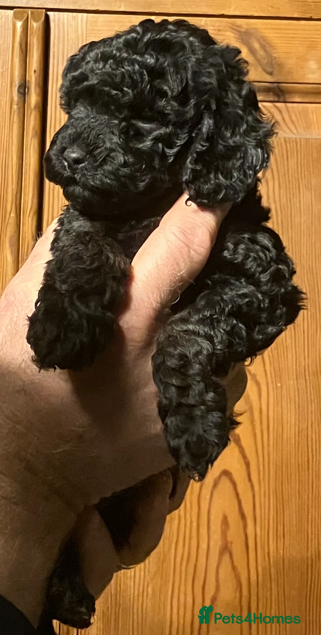 Cockapoo dogs for sale: COCKAPOO PUPPIES RED & BLACK in CAMBRIDGESHIRE  - Advert 23
