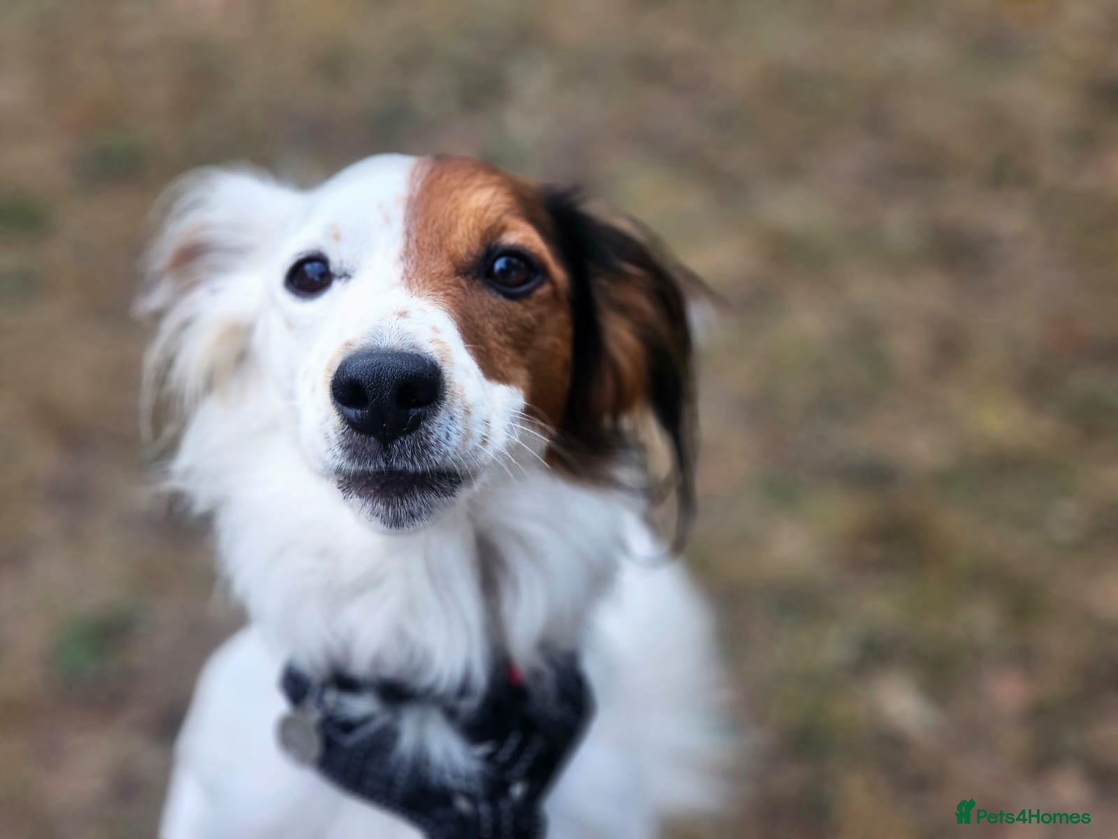 Mixed Breed dogs Sweet, Affectionate Lapdog – Jack Russell Cross - Advert 1