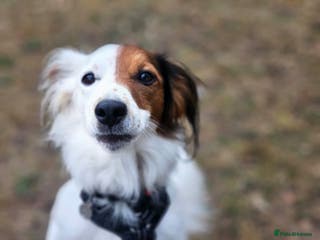 Mixed Breed dogs Sweet, Affectionate Lapdog – Jack Russell Cross - Advert 1