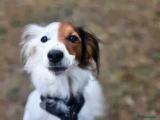 Mixed Breed dogs Sweet, Affectionate Lapdog – Jack Russell Cross - Advert 4