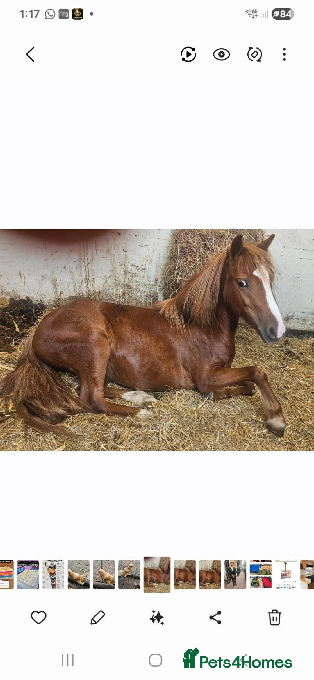 Welsh Section A horses for sale: Female Welsh section a pony - Advert 3