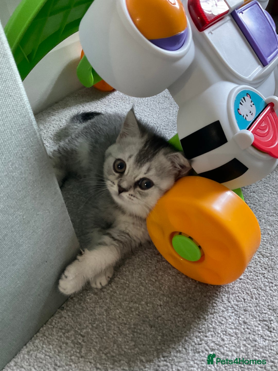 British Shorthair cats for sale: 😻Beautiful BSH Active GCF Kittens🌈 Ready Now! - Image 14