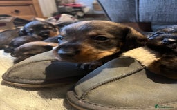 Dachshund dogs for sale: Kc Standard Wire Haired Dachshund Puppies - Image 22