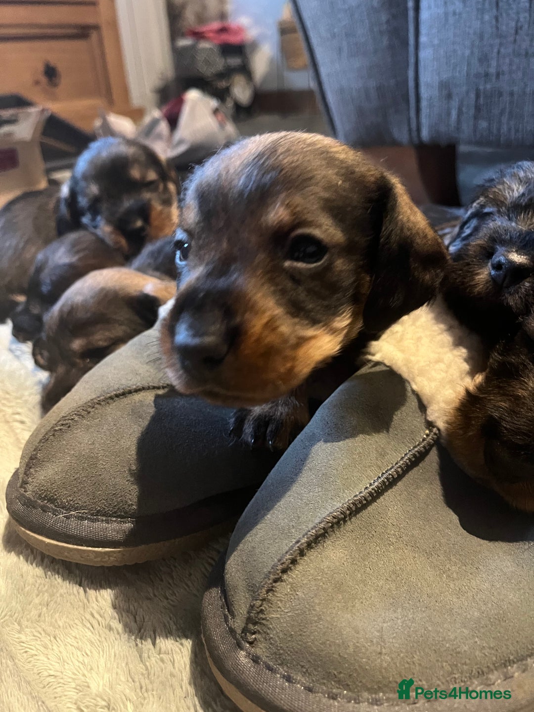 Dachshund dogs for sale: Kc Standard Wire Haired Dachshund Puppies - Image 22