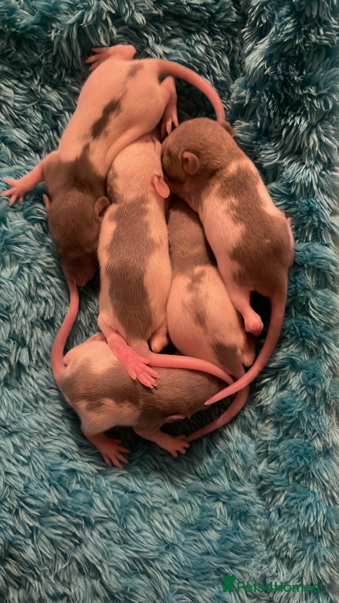 Rat rodents for sale: Rats looking for 5* homes only  - Image 16