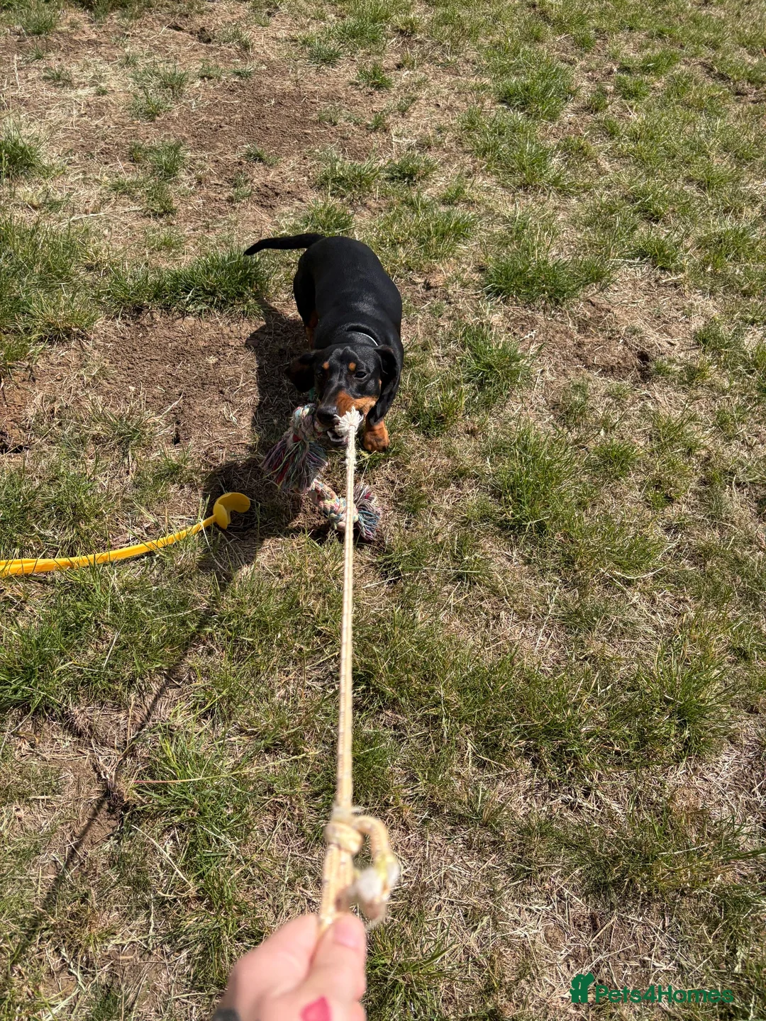 Dachshund dogs for sale: Male dachshund 10 months old  in Milton Keynes - Advert 10