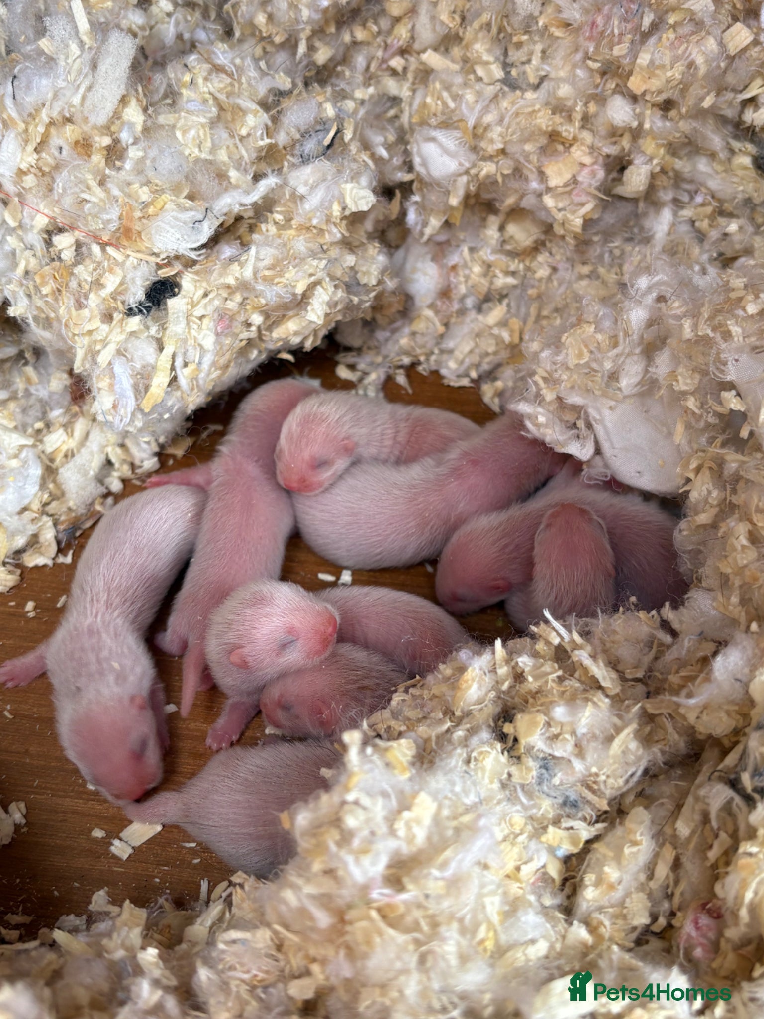 Ferret rodents Ferret kits for sale  - Advert 10