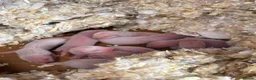 Ferret rodents for sale: Ferret kits for sale  - Advert 1