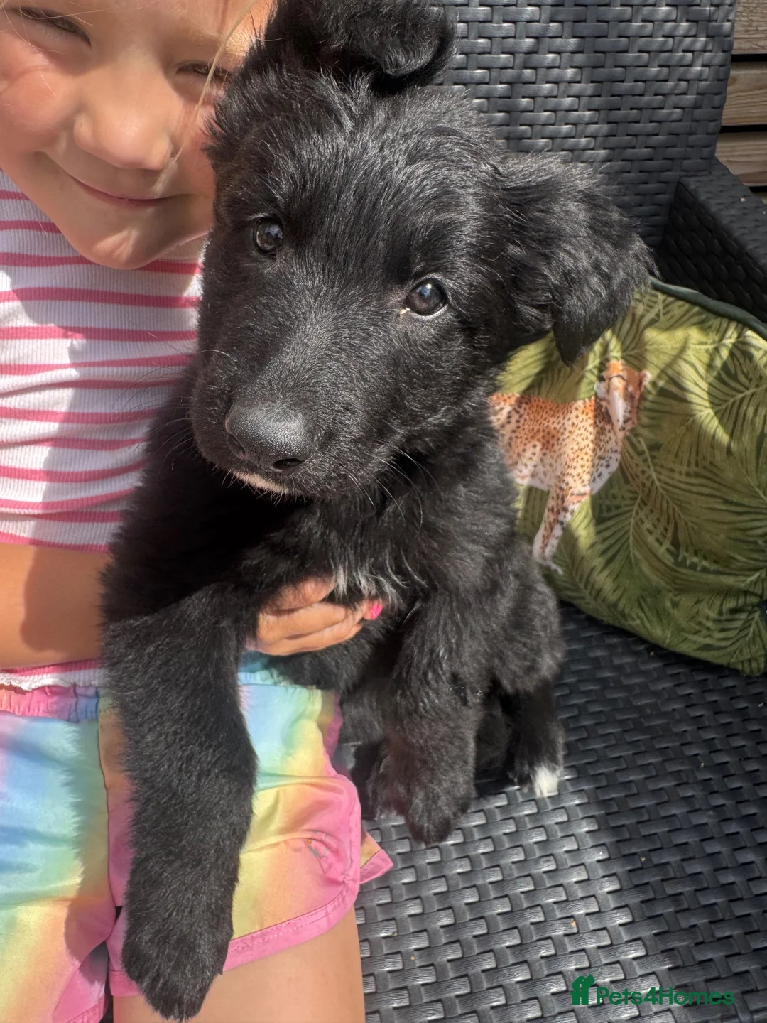 German Shepherd dogs for sale: Top Quality German Shephard one girl left - Advert 2