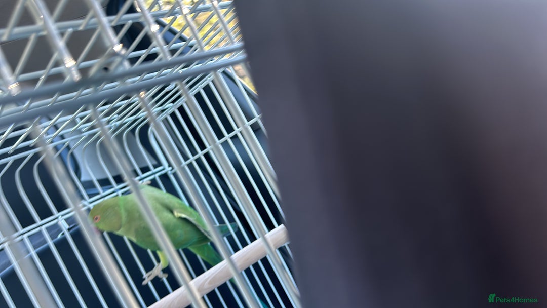 Parrots birds for sale: Indian ring neck - Advert 10