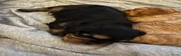 Cavalier King Charles Spaniel dogs for sale: Beautiful cavalier king charles pups KC registered - Advert 4