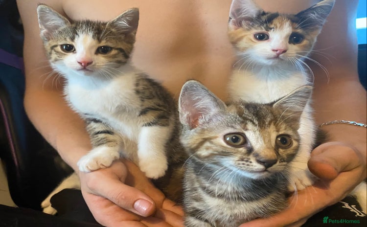Mixed Breed cats - Advert 2