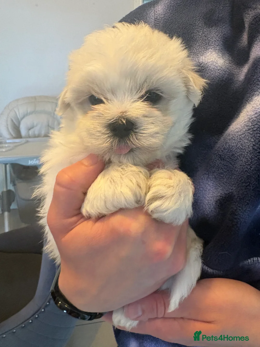 Maltese dogs for sale: Maltese puppies - Advert 2