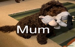 Cockapoo dogs for sale: Gorgeous Cockerpoo F1b - Image 30