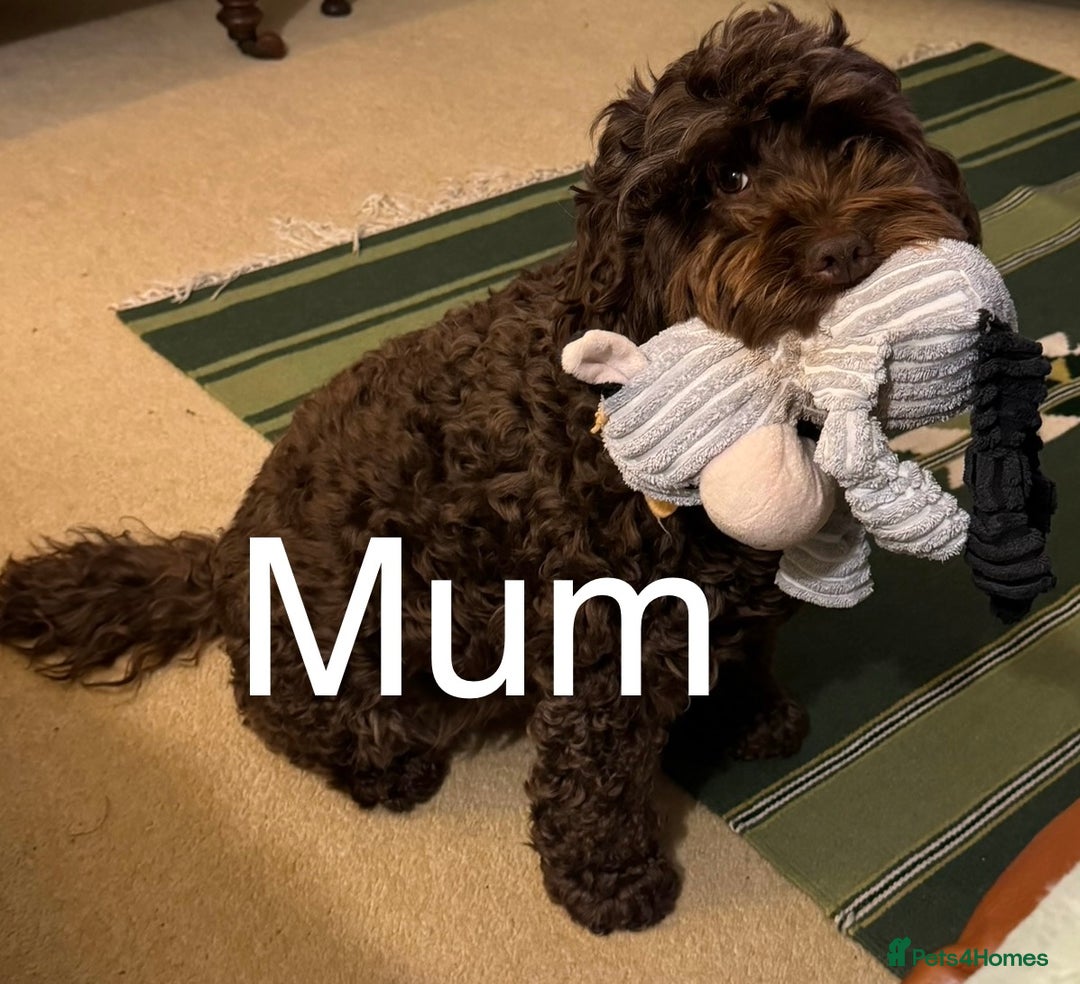 Cockapoo dogs for sale: Gorgeous Cockerpoo F1b - Image 30