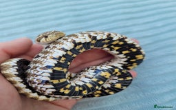 Snake reptiles for sale: Western hognose snakes available  - Image 2