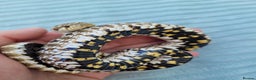 Snake reptiles for sale: Western hognose snakes available  - Advert 3