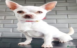 Chihuahua dogs for sale: Two stunning white chihuahuas - Image 5