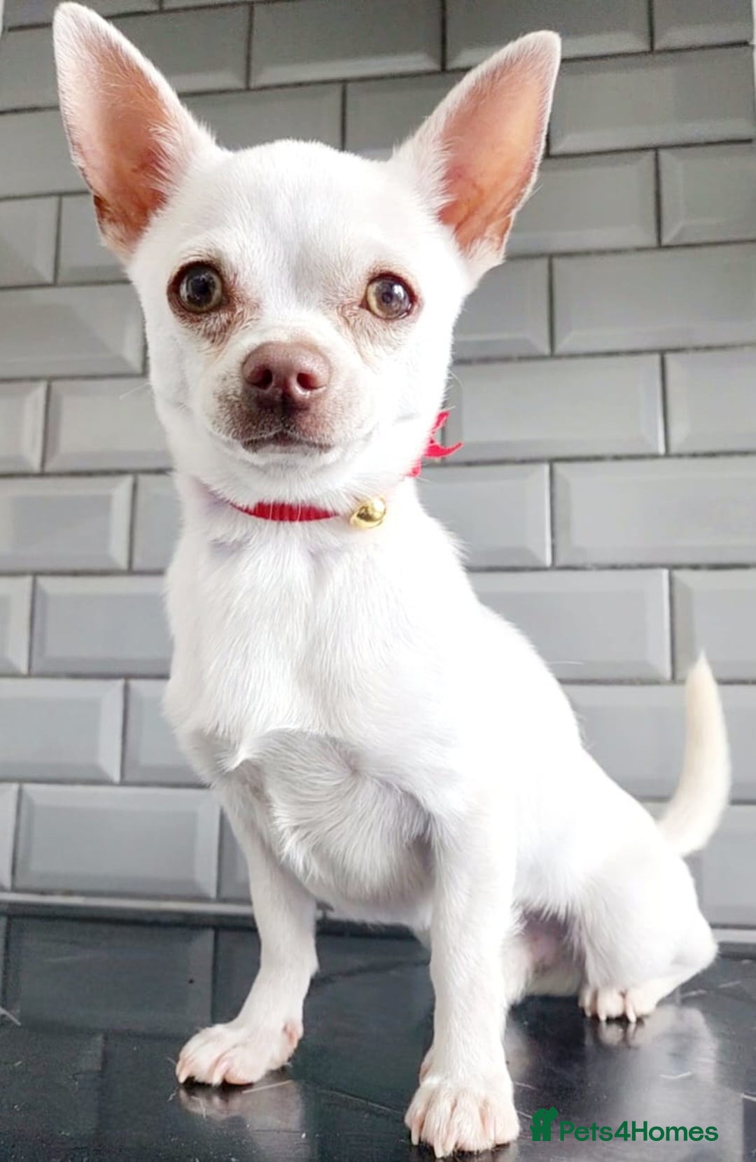 Chihuahua dogs for sale: Two stunning white chihuahuas - Image 5