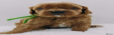 Cavapoo Puppy 1
