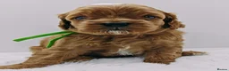 Cavapoo dogs for sale: Exeptional Health tested F1b cavapoo puppies  - Advert 16