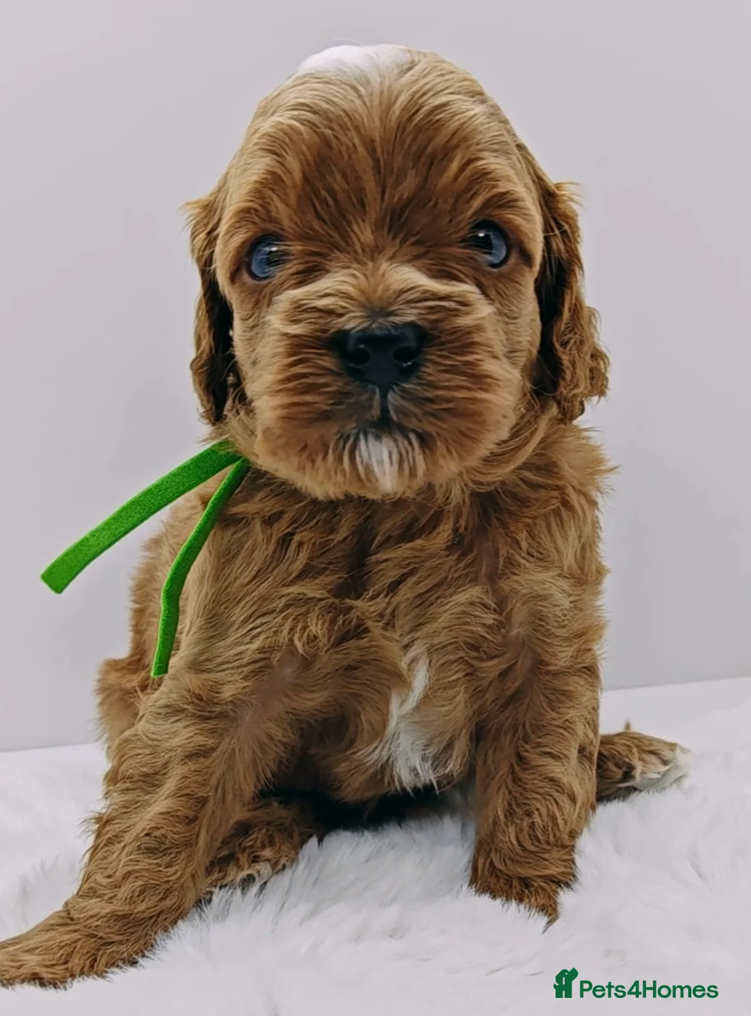 Cavapoo dogs for sale: Exeptional Health tested F1b cavapoo puppies  - Advert 16