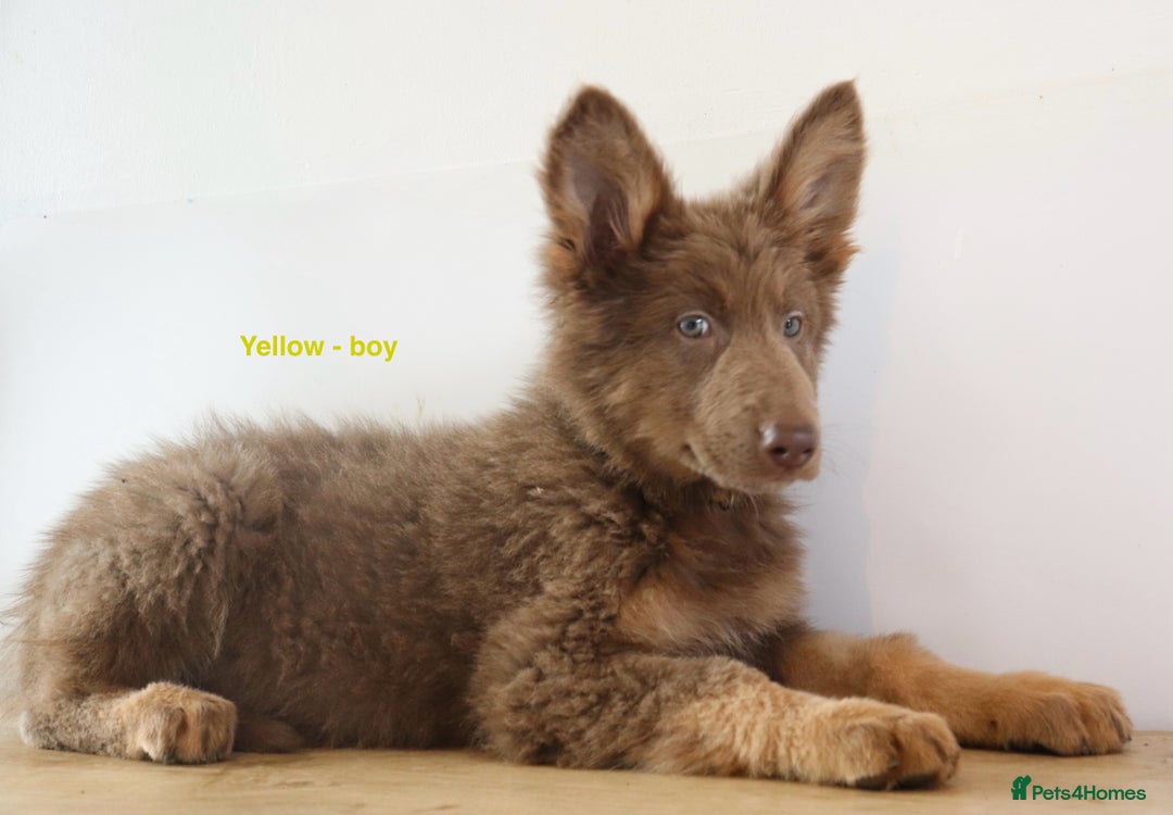 German Shepherd dogs for sale: German Shepherd puppies - Image 18