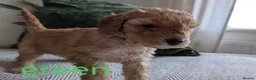 Miniature Poodle dogs for sale: KC Registered Red & Apricot Miniature Poodles - Advert 15