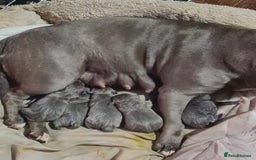Staffordshire Bull Terrier dogs for sale: kc reg blue Staffordshire bullterrier puppies - Image 2