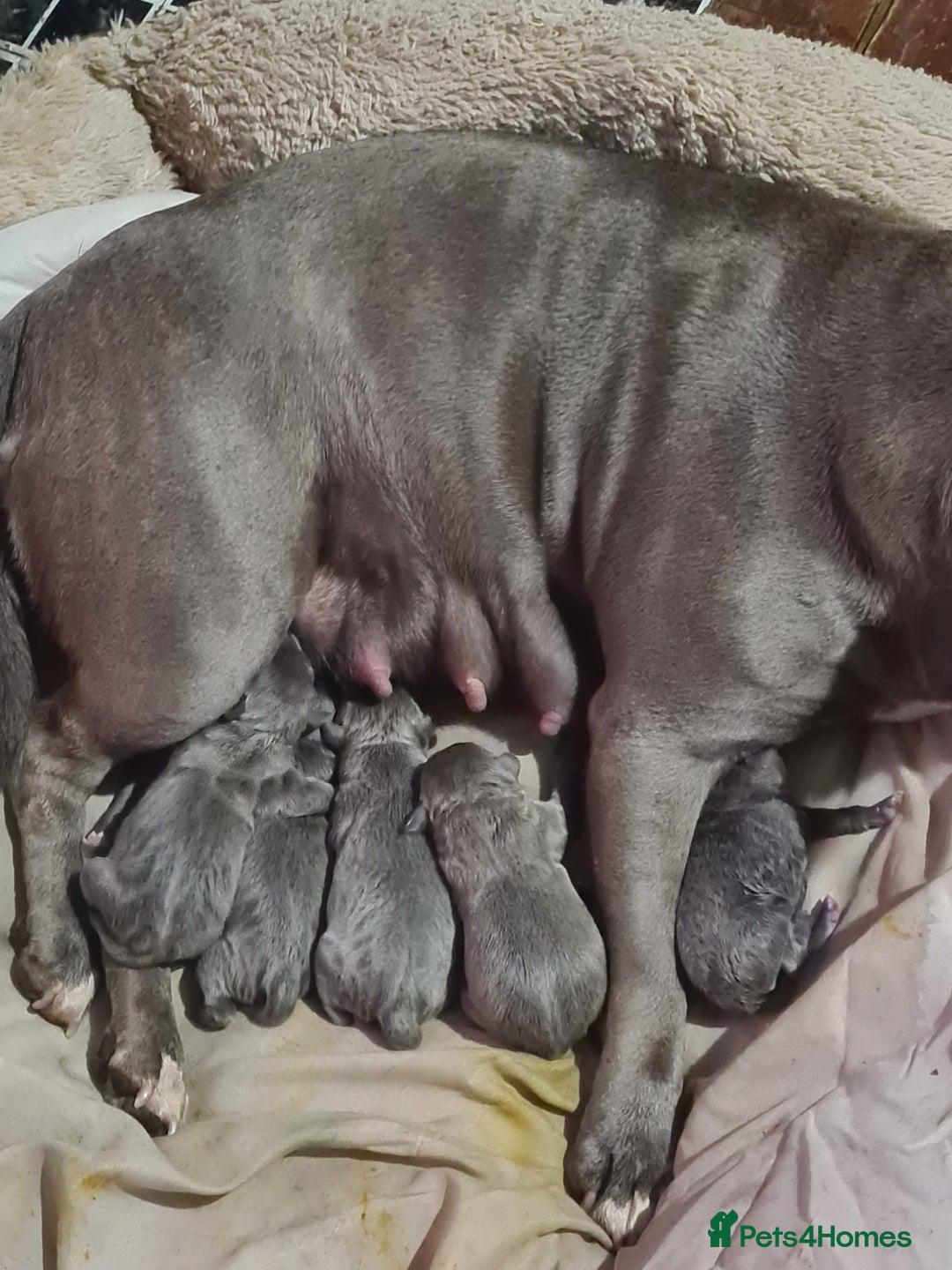 Staffordshire Bull Terrier dogs for sale: kc reg blue Staffordshire bullterrier puppies - Image 2