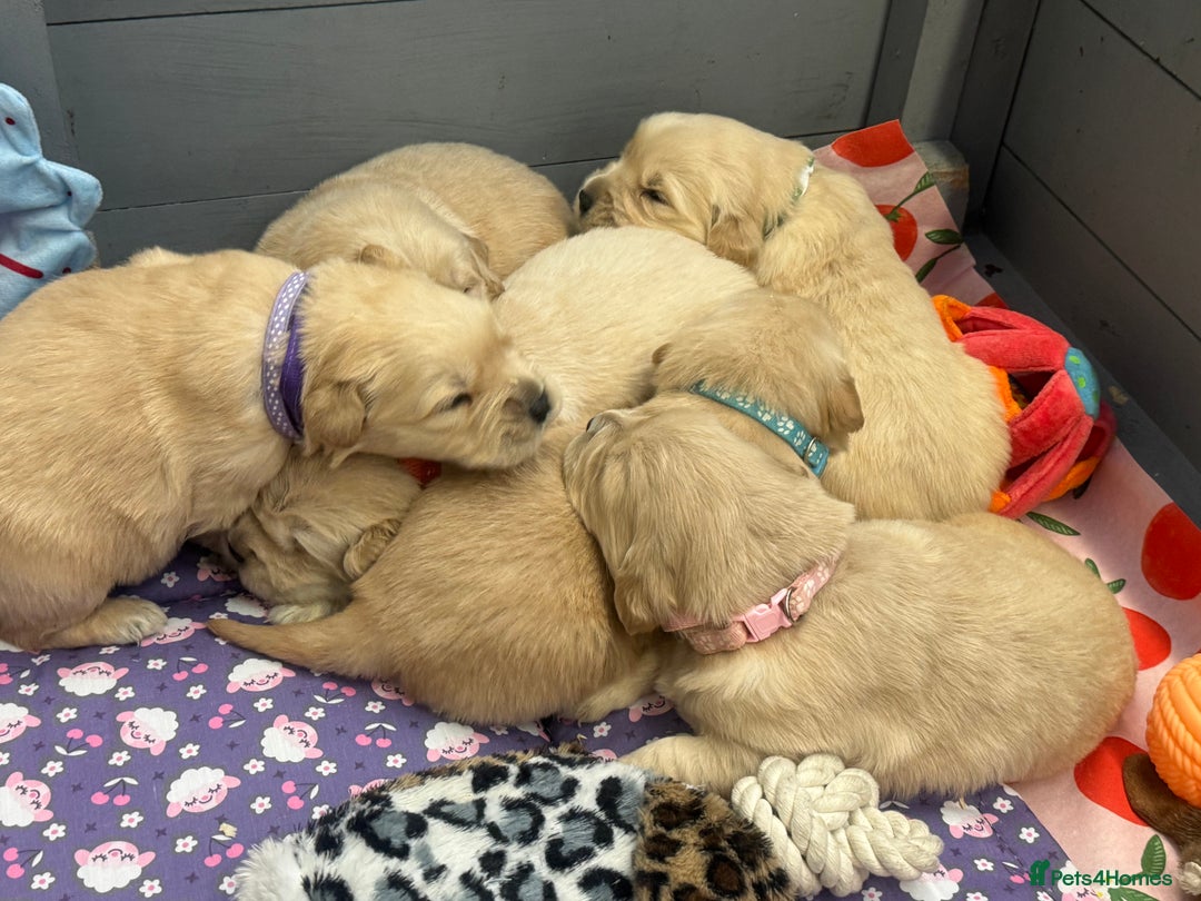 Golden Retriever dogs for sale: Top Class KC registered Golden Retrievers  - Advert 9