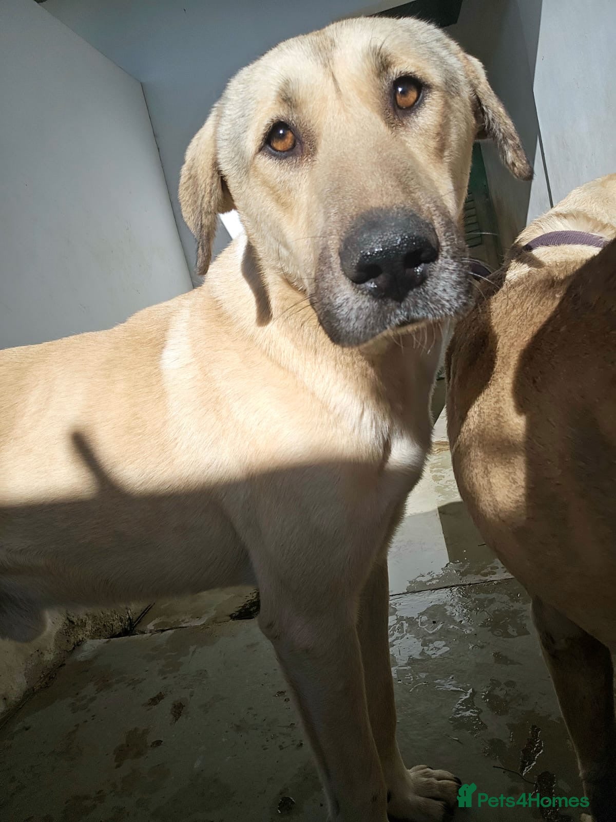 Mixed Breed dogs Keith needs a foster or forever home - Advert 1