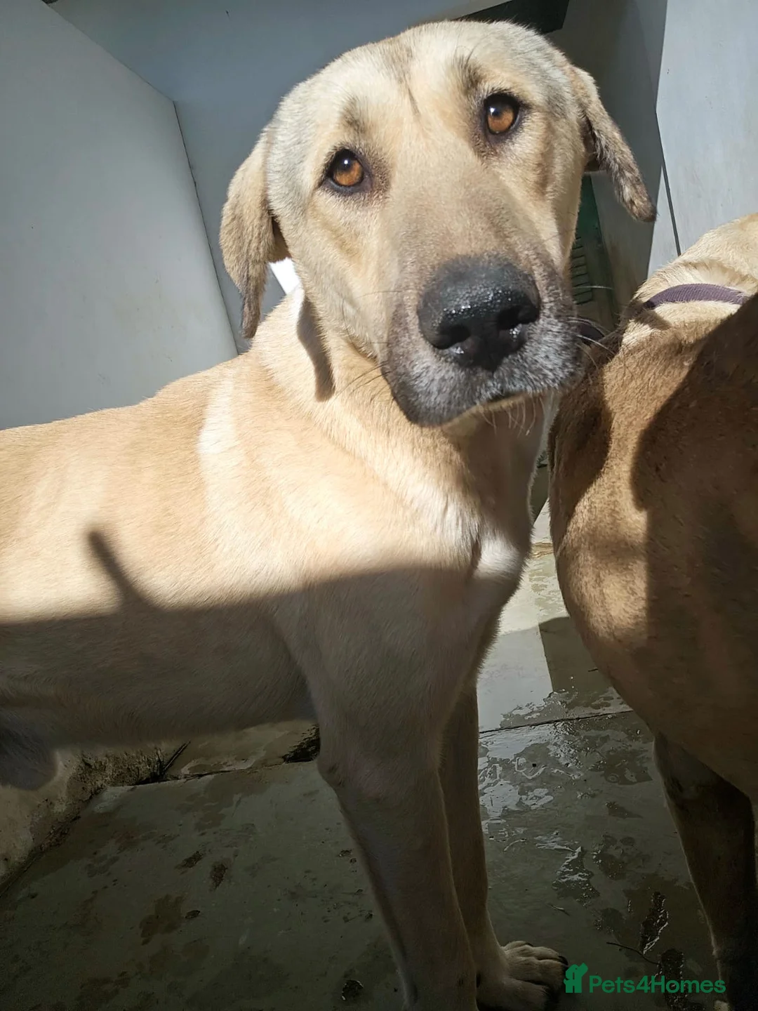 Mixed Breed dogs for adoption: Keith needs a foster or forever home in Spilsby - Advert 1