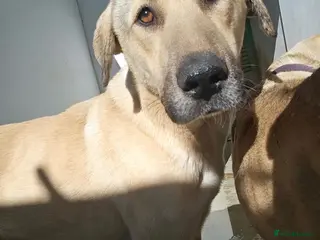 Mixed Breed dogs Keith needs a foster or forever home - Advert 1