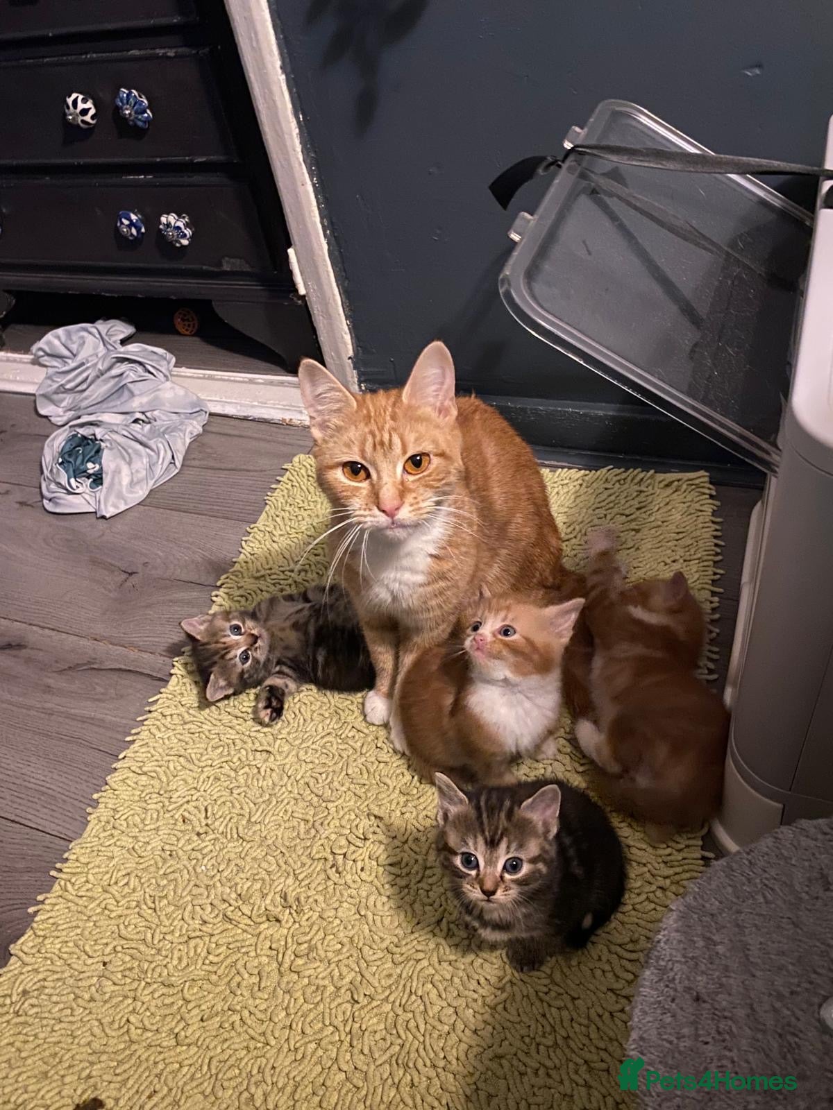 Mixed Breed cats Beautiful kittens for sale - Advert 1