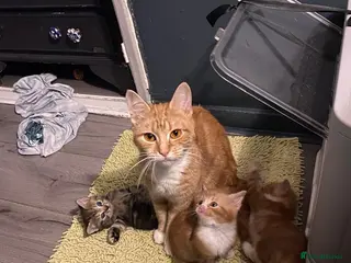 Mixed Breed cats Beautiful kittens for sale - Advert 1