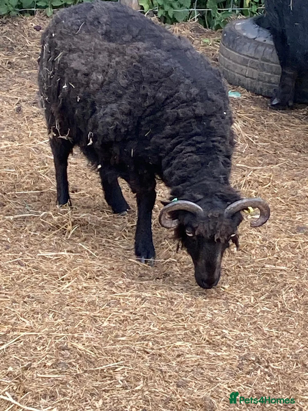 Sheep livestock for sale: Oessant Sheep (wether) - Advert 5