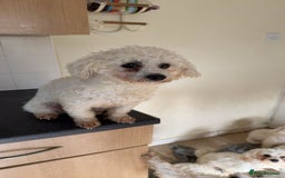Mixed Breed dogs for sale: Louis and Hugo  - Image 5