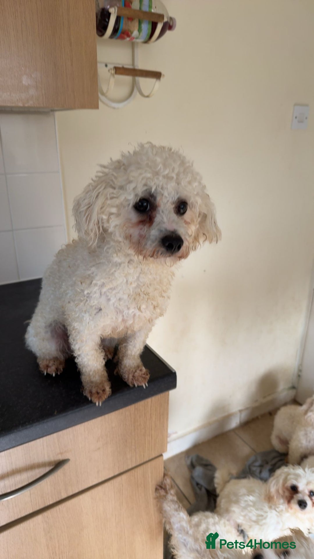 Mixed Breed dogs for sale: Louis and Hugo  - Image 5