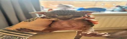 Sphynx cats for sale: Sphynx Kittens - Advert 25