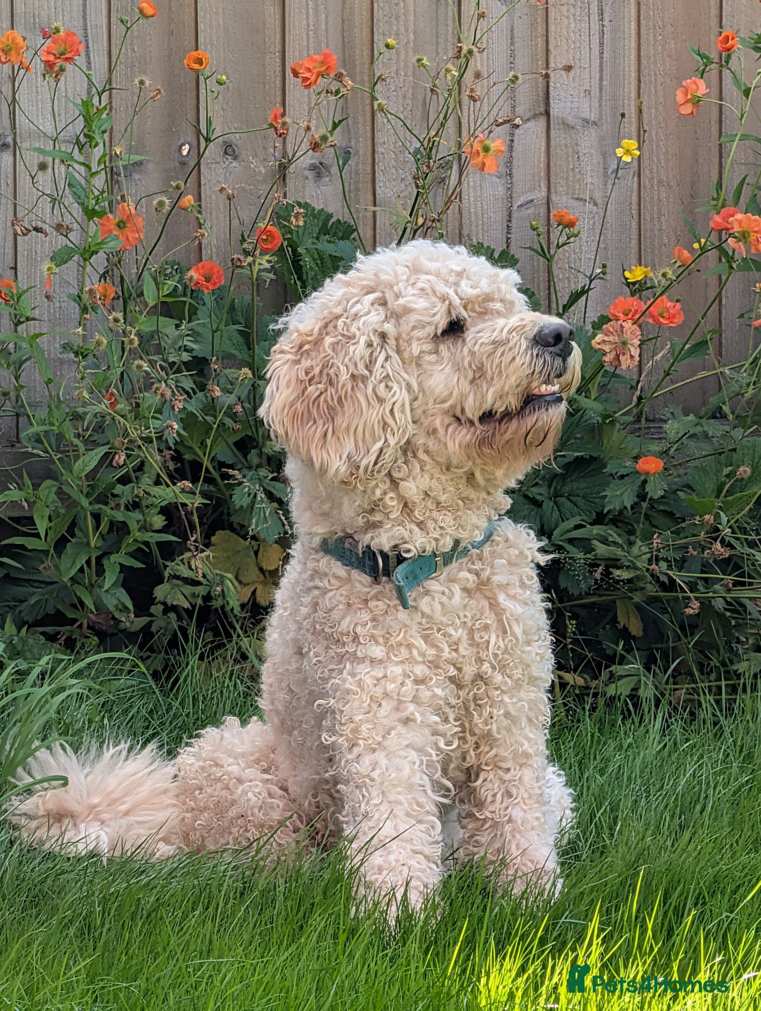 Labradoodle dogs Beautiful labradoodle for stud - Advert 2