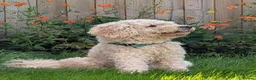 Labradoodle dogs for stud: Beautiful labradoodle for stud - Advert 1