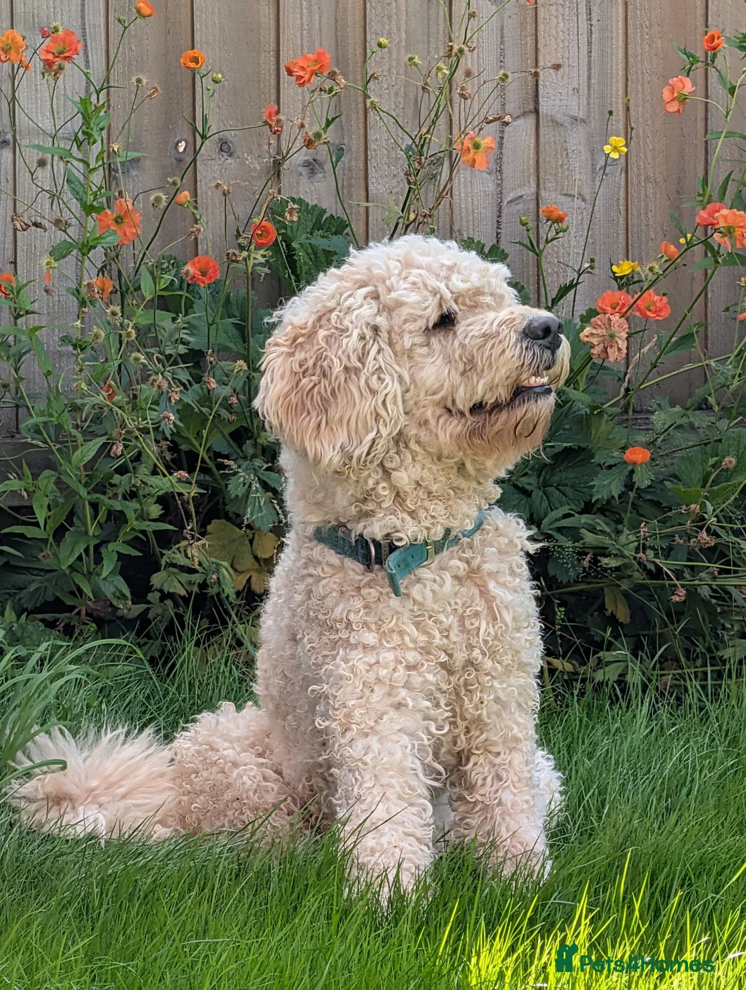 Labradoodle dogs for stud: Beautiful labradoodle for stud - Advert 1